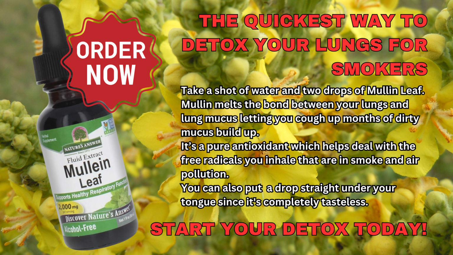 Mullein Leaf Extract: The No.1 Best Detox Remedy Around