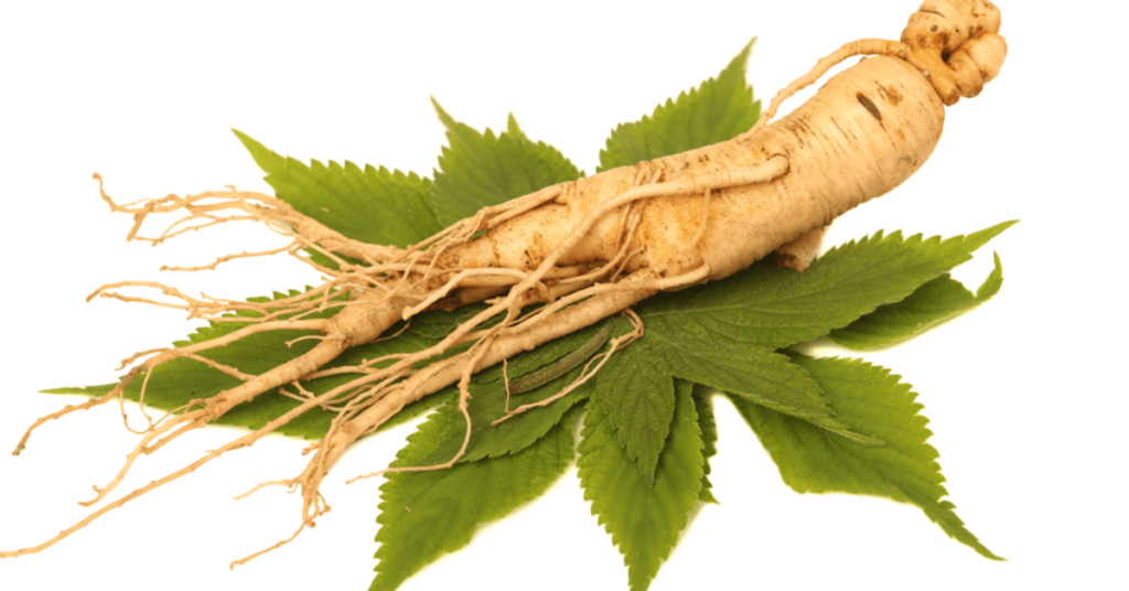 Ginseng